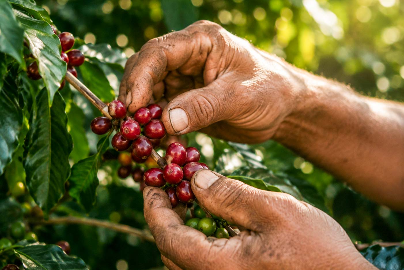 Cosecha Manual Cafe Organico Regenerativo Kahawa en tu oficina